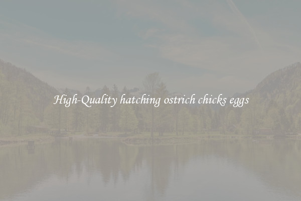 High-Quality hatching ostrich chicks eggs